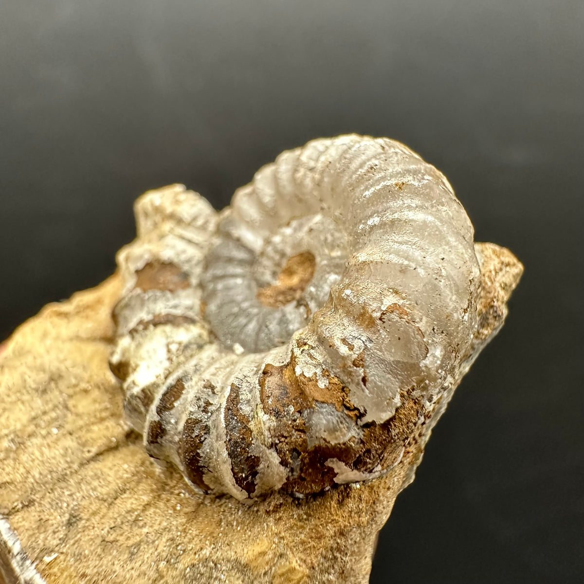 Androgynoceras capricornus Ammonite Fossil With Stand - Whitby, North Yorkshire Jurassic Coast Yorkshire Fossils