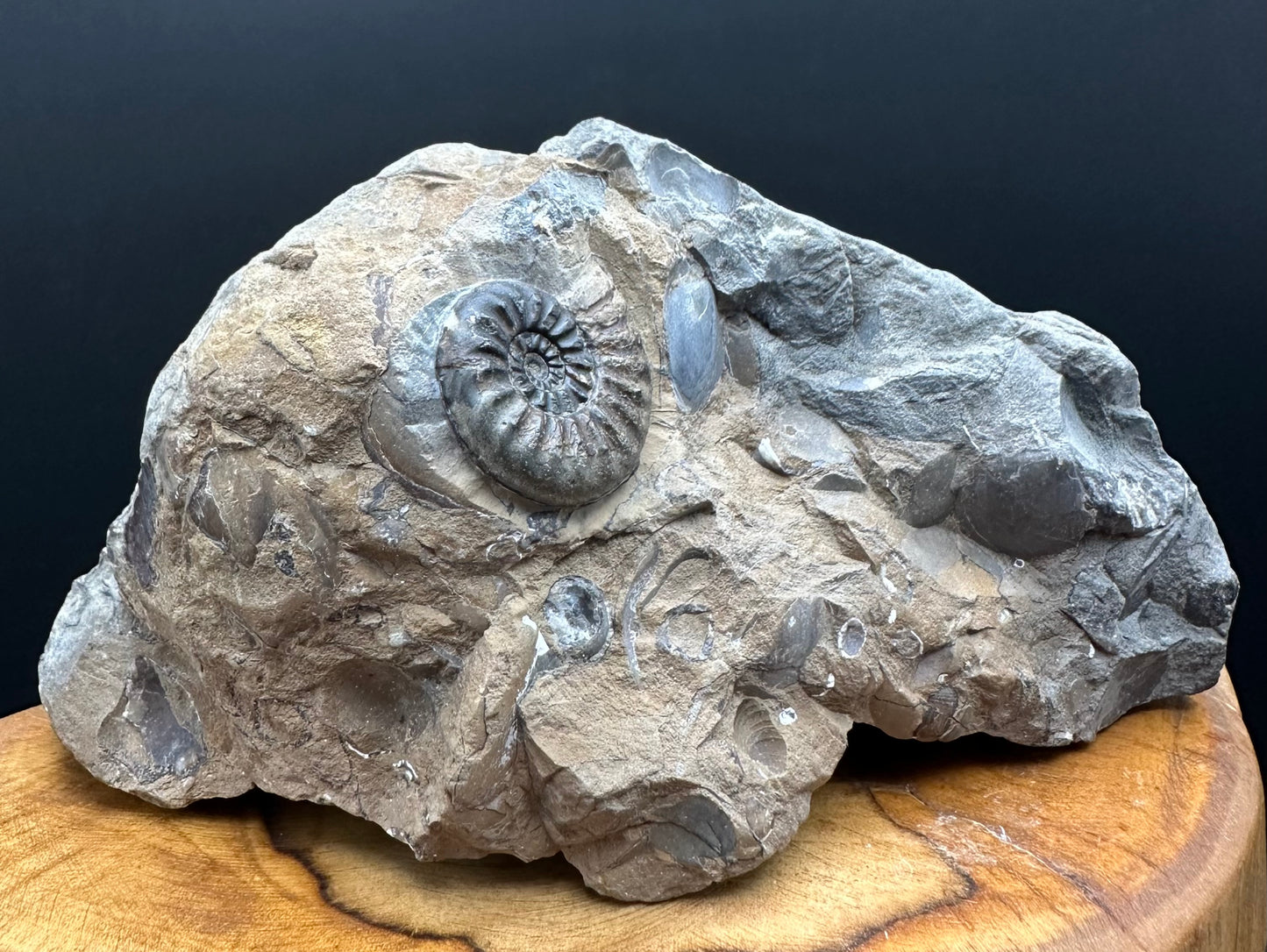 Amaltheus subnodosus Ammonite fossil with stand - Whitby, North Yorkshire Jurassic Coast Yorkshire Fossils