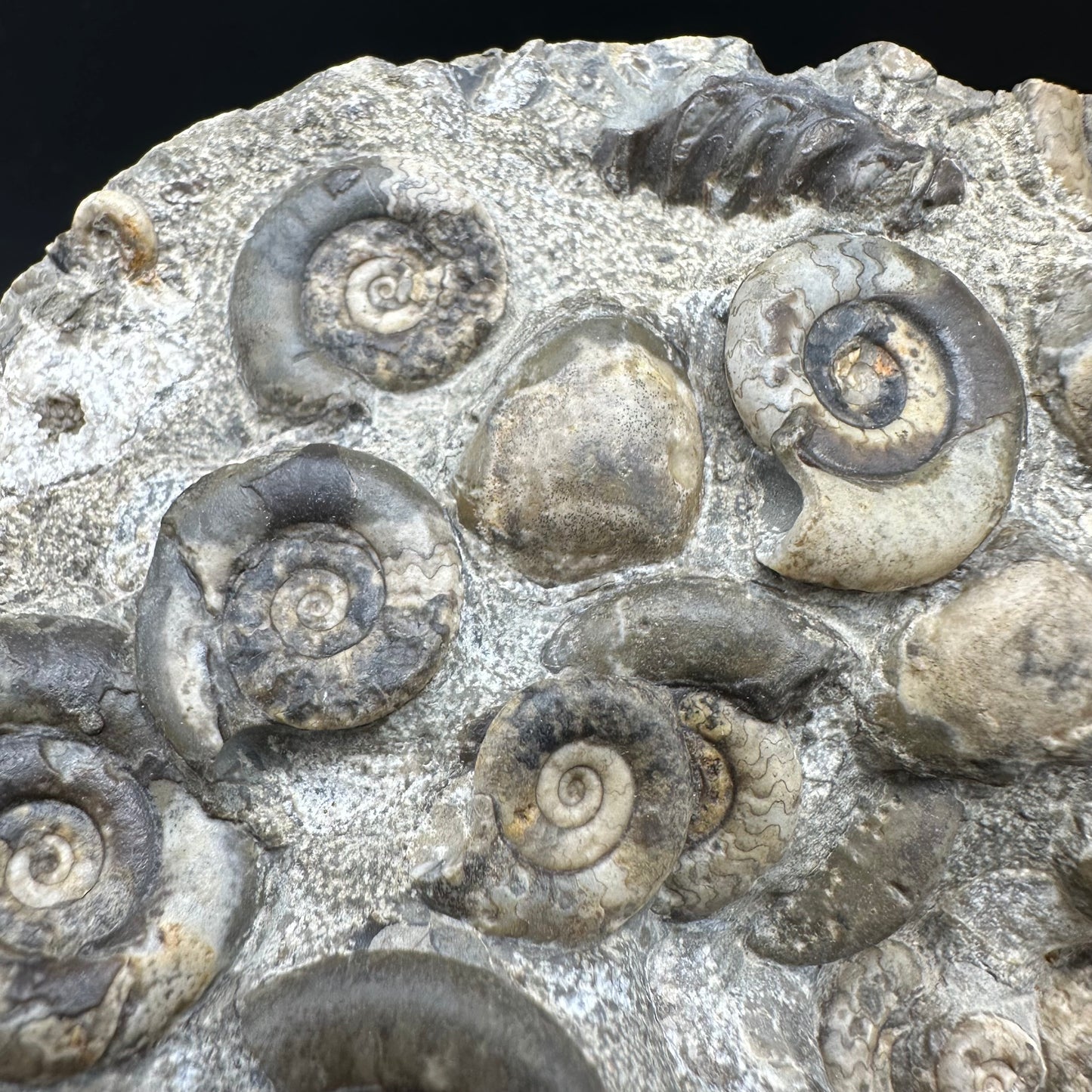 Psiloceras ammonite fossil with box and stand - Whitby, North Yorkshire Jurassic Coast, Yorkshire fossils