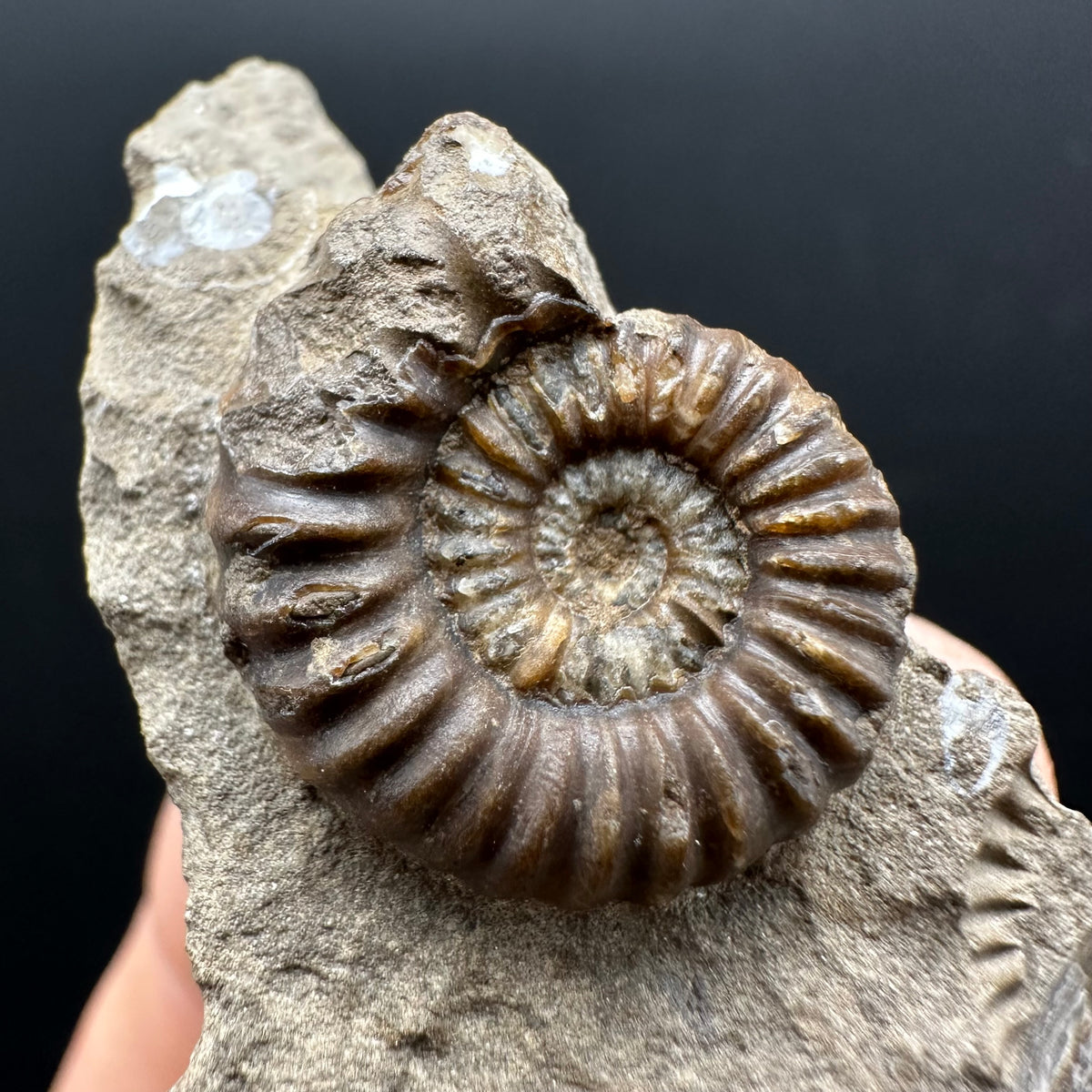 Androgynoceras capricornus Ammonite Fossil With Stand - Whitby, North Yorkshire Jurassic Coast Yorkshire Fossils