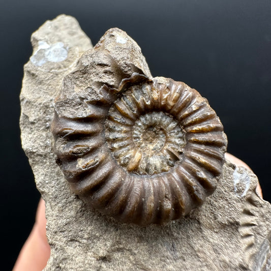 Androgynoceras capricornus Ammonite Fossil With Stand - Whitby, North Yorkshire Jurassic Coast Yorkshire Fossils