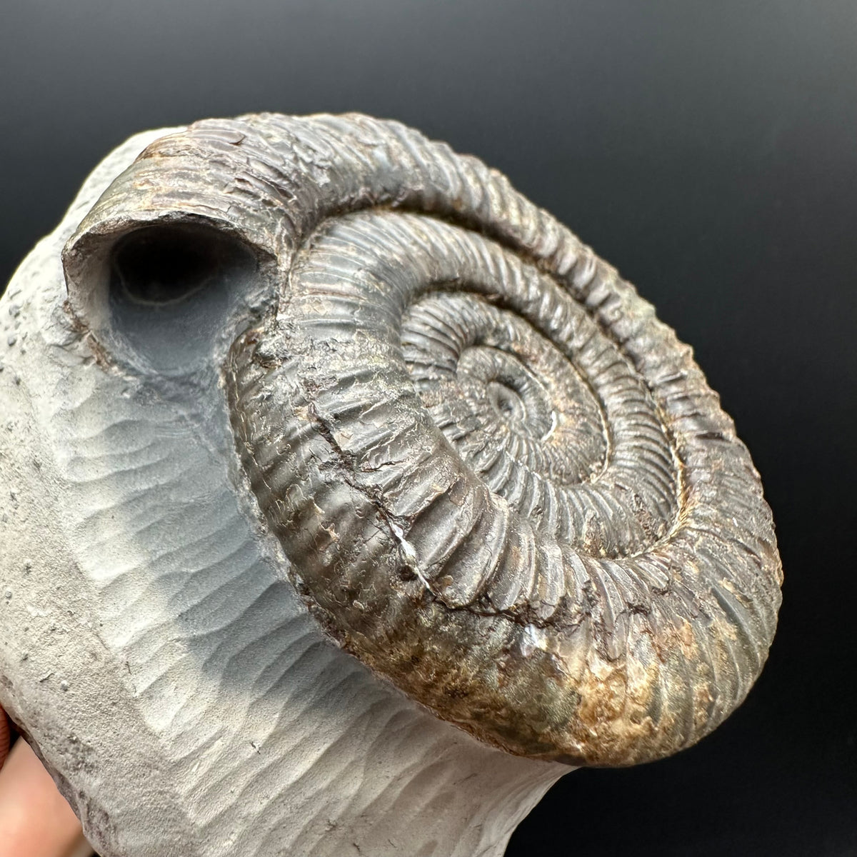 Dactylioceras Ammonite Fossil With Stand - Whitby, North Yorkshire Jurassic Coast Yorkshire Fossils