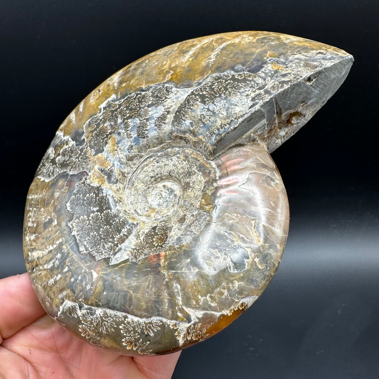 Cleoniceras Ammonite Fossil With Stand - Cretaceous Ammonite Madagascar