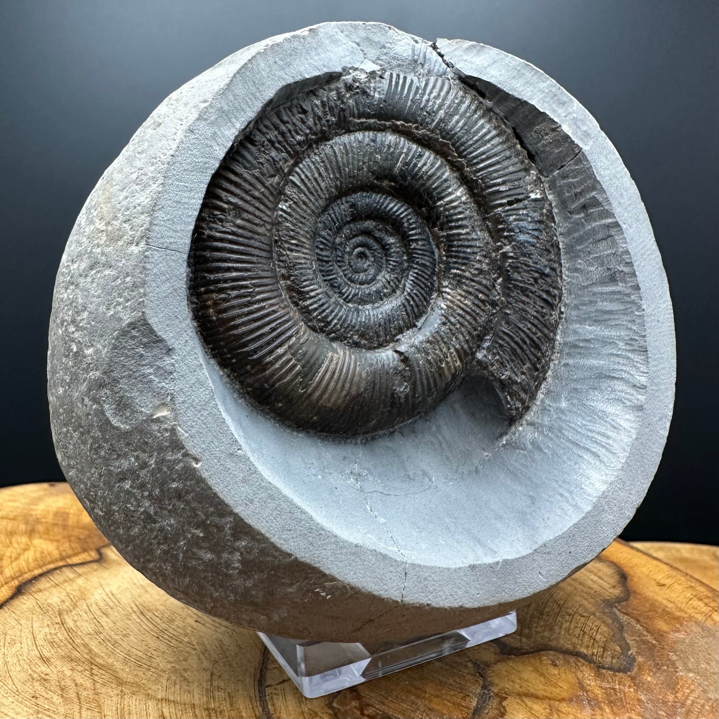 Dactylioceras semicelatum Ammonite fossil with box and stand - Whitby, North Yorkshire Jurassic Coast
