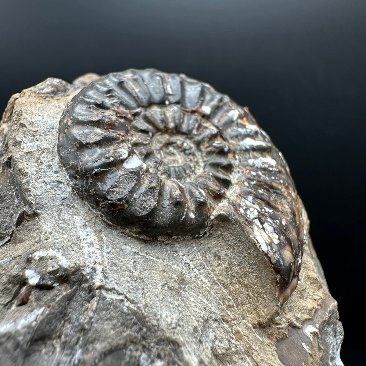 Amaltheus subnodosus Ammonite fossil with stand - Whitby, North Yorkshire Jurassic Coast Yorkshire Fossils