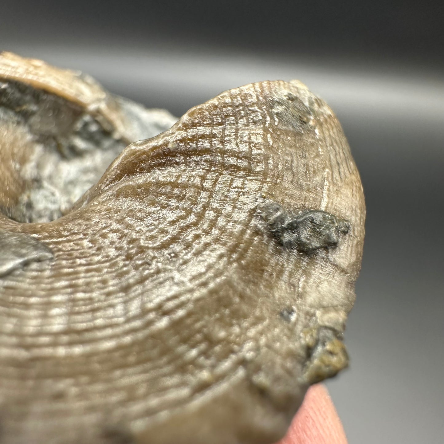 Gastropod Fossil Shell - Whitby, North Yorkshire, Jurassic Coast, Yorkshire Fossils