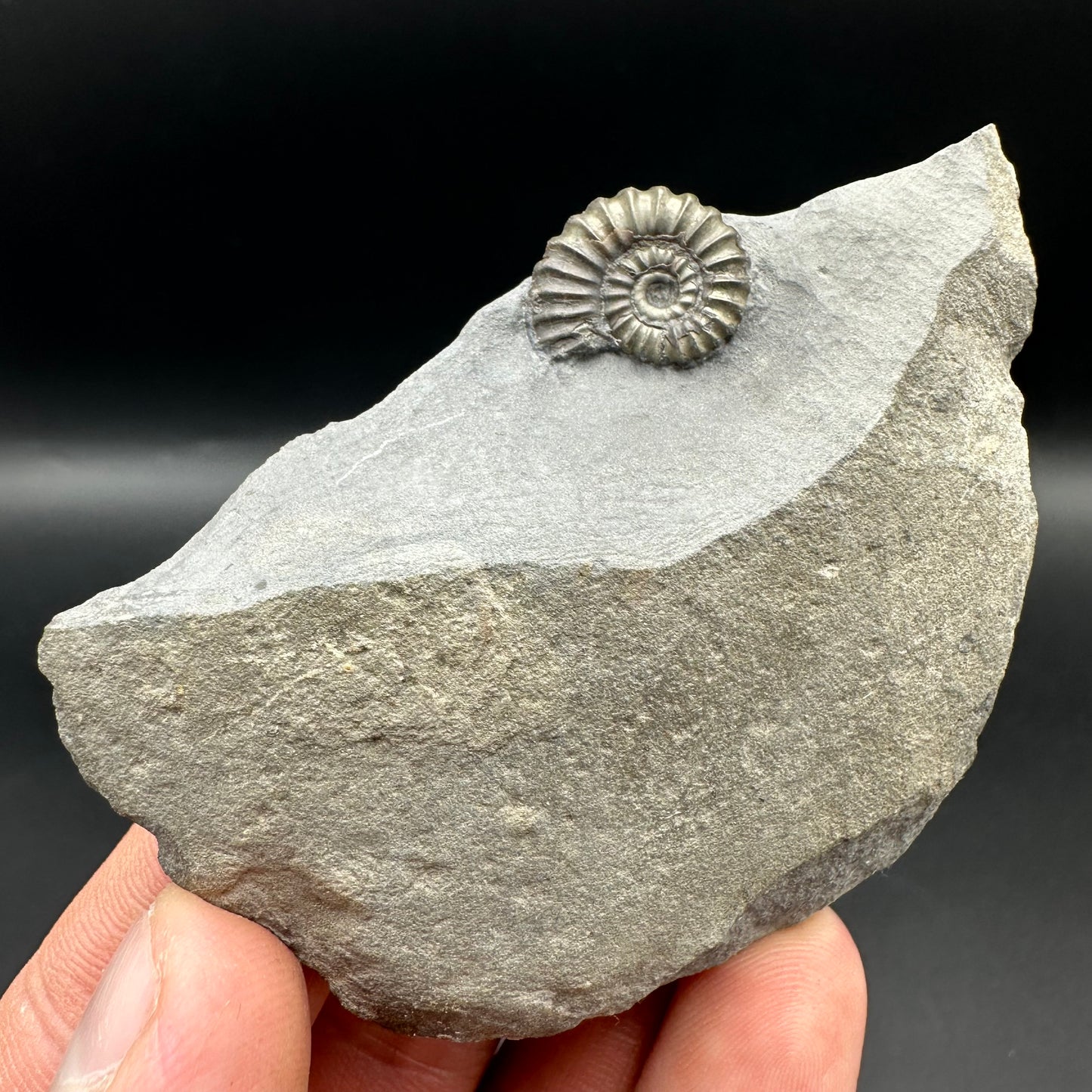 Promicroceras ammonite shell fossil with box and stand - Whitby, North Yorkshire Jurassic Coast Yorkshire Fossils