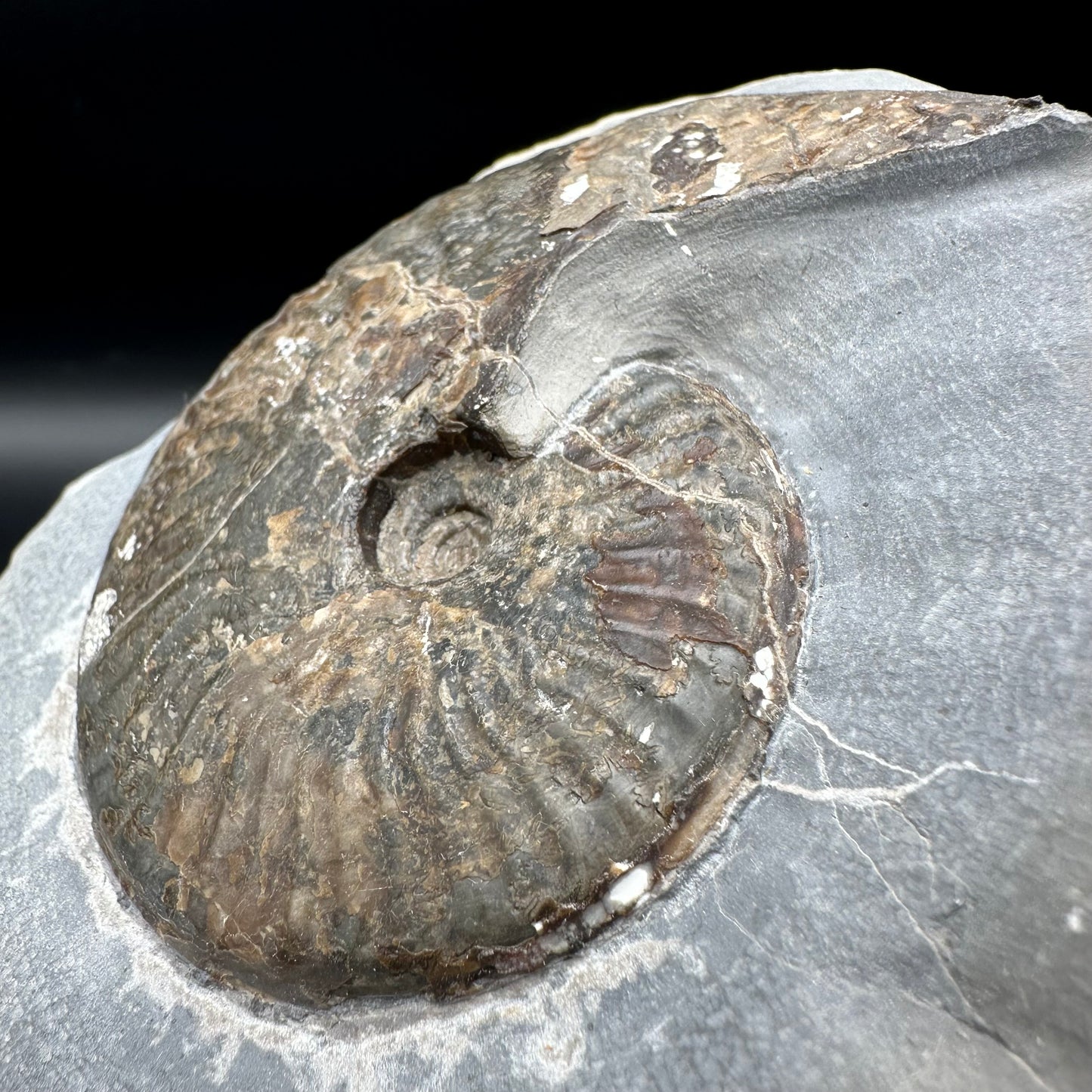 Pseudolioceras lythense ammonite fossil - Whitby, North Yorkshire, Yorkshire Fossils on the Jurassic Coast