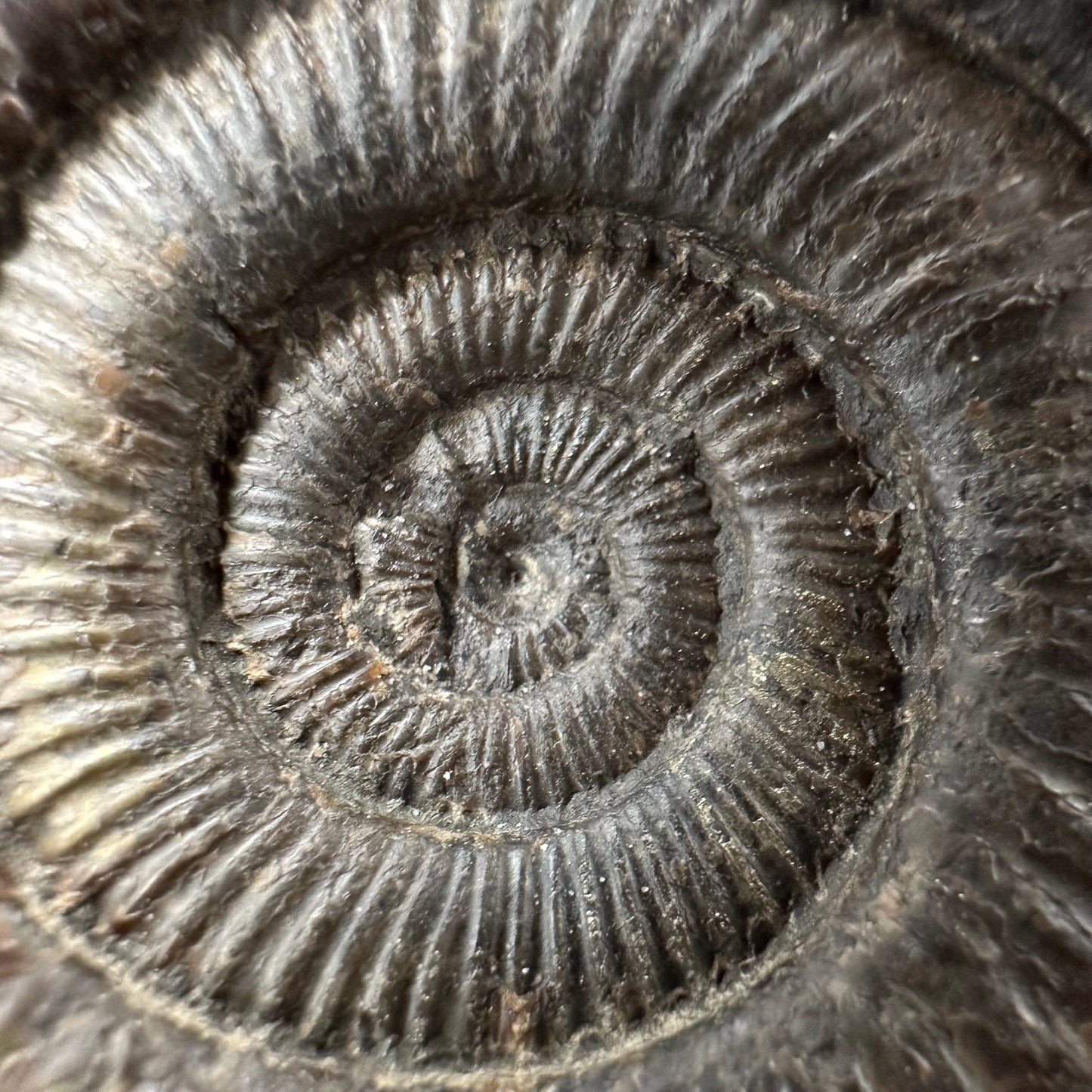 Dactylioceras Ammonite Fossil With box and Stand - Whitby, North Yorkshire Jurassic Coast Yorkshire Fossils