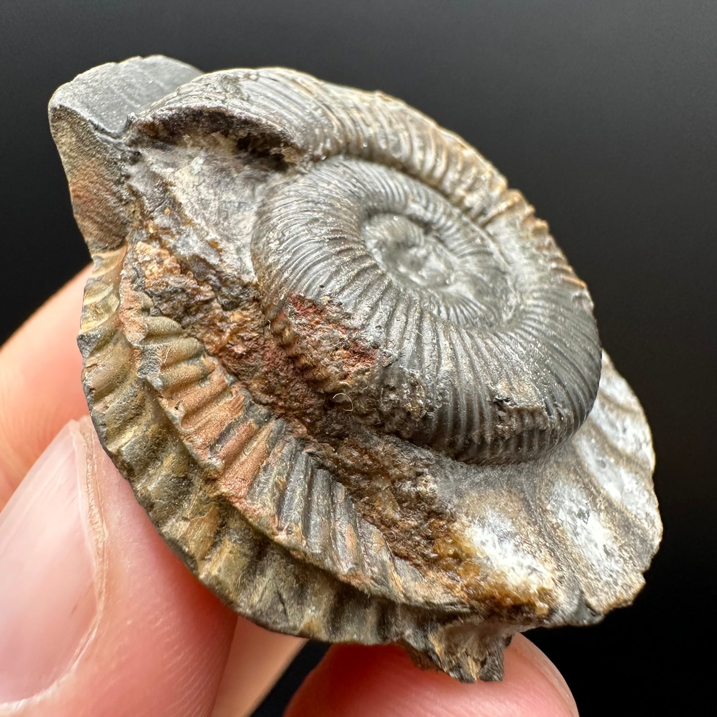 Dactylioceras Ammonite Fossil Gift Set - Whitby, North Yorkshire Jurassic Coast Yorkshire Fossils