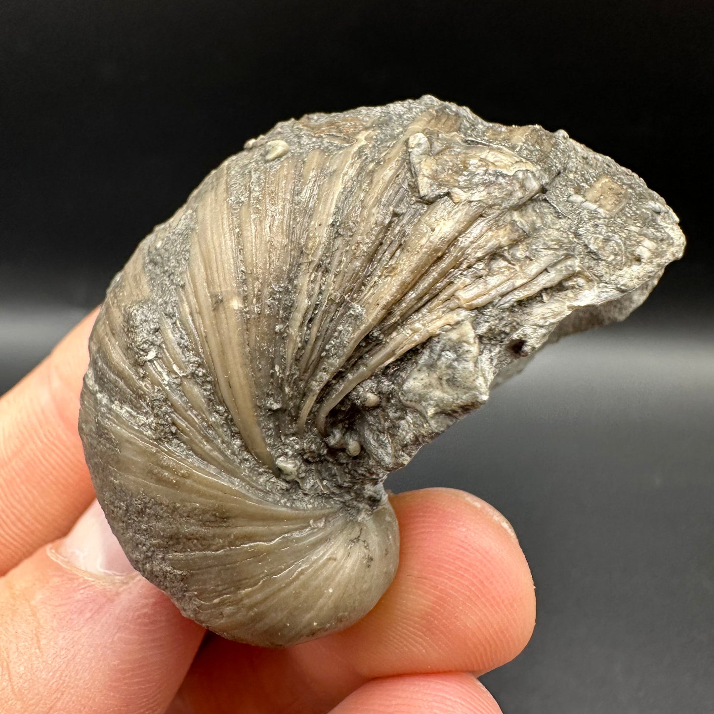 Gryphaea shell fossil with box and stand - Whitby, North Yorkshire, Jurassic Coast, Yorkshire Fossils found on the Jurassic Coast