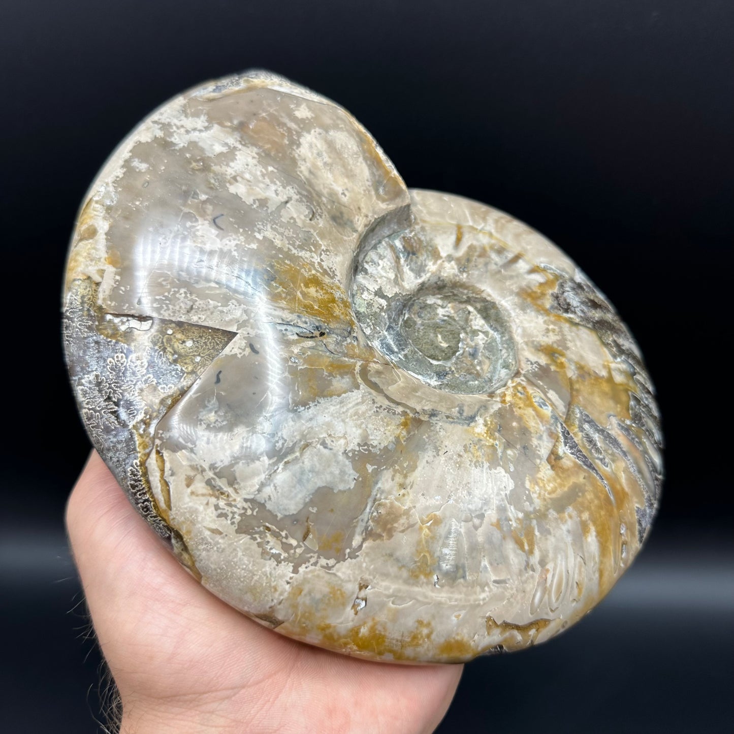 Cleoniceras Ammonite Fossil With Stand - Cretaceous Ammonite Madagascar