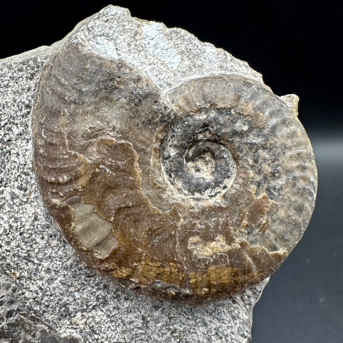 Harpoceras Sp. Ammonite fossil with box and stand - Whitby, North Yorkshire Jurassic Coast Yorkshire Fossils