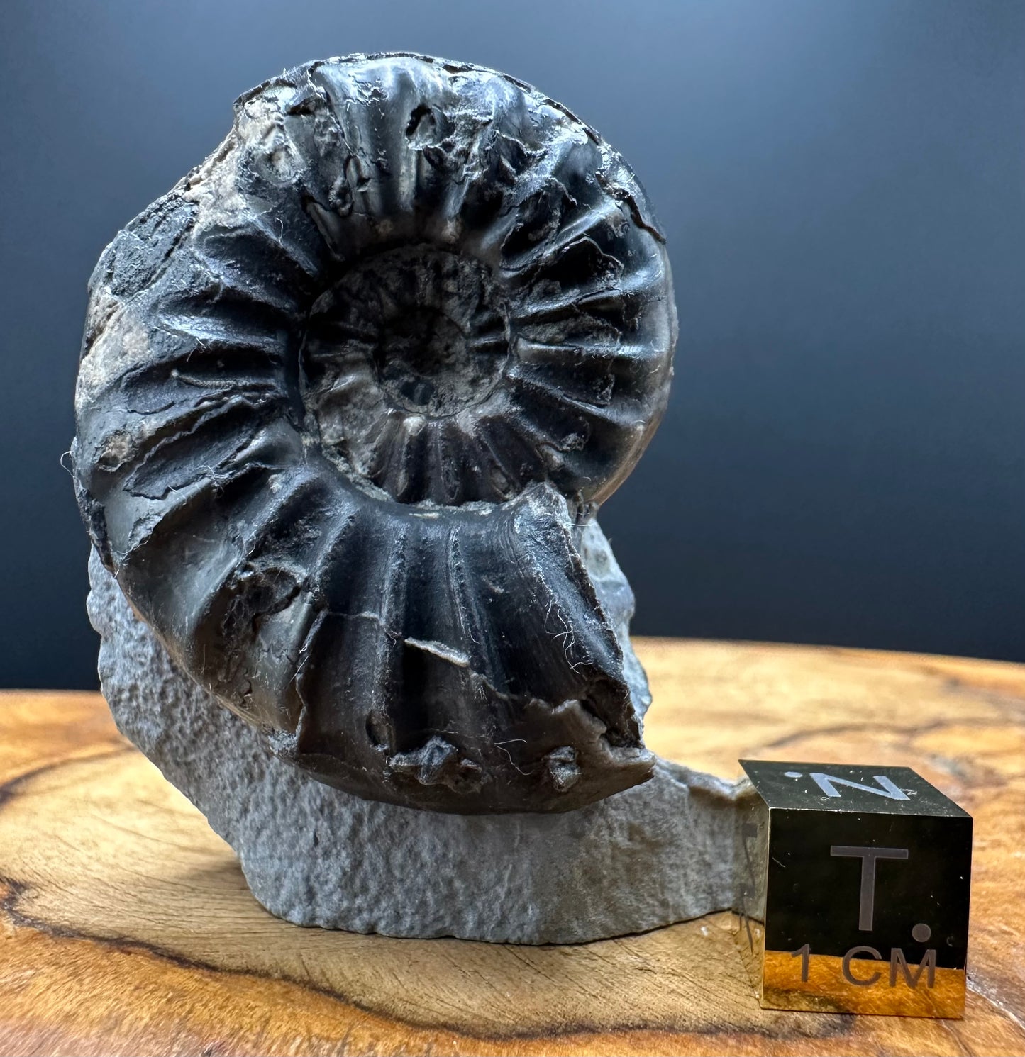 Asteroceras Ammonite fossil with box and stand - Whitby, North Yorkshire Jurassic Coast Yorkshire Fossils