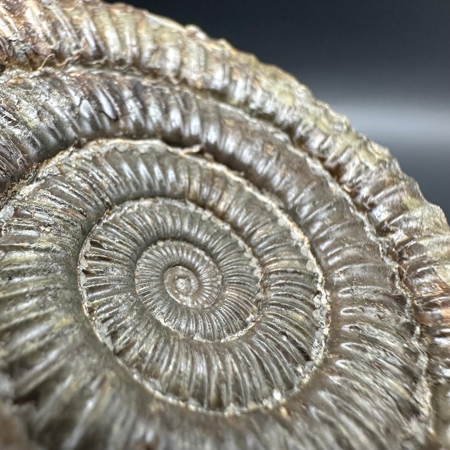 Dactylioceras Ammonite Fossil With Box And Stand - Whitby, North Yorkshire Jurassic Coast Yorkshire Fossils