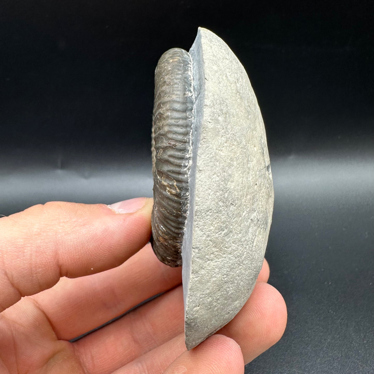 Zugodactylites ammonite fossil with box and stand - Whitby, North Yorkshire Jurassic Coast, Yorkshire fossils