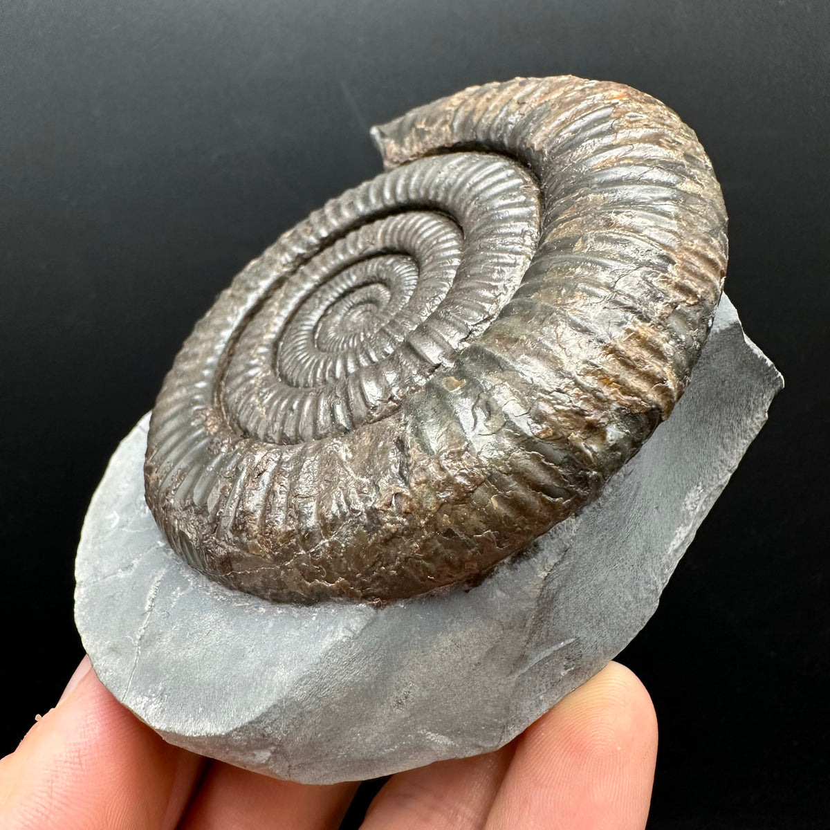 Dactylioceras Ammonite Fossil With Stand - Whitby, North Yorkshire Jurassic Coast Yorkshire Fossils