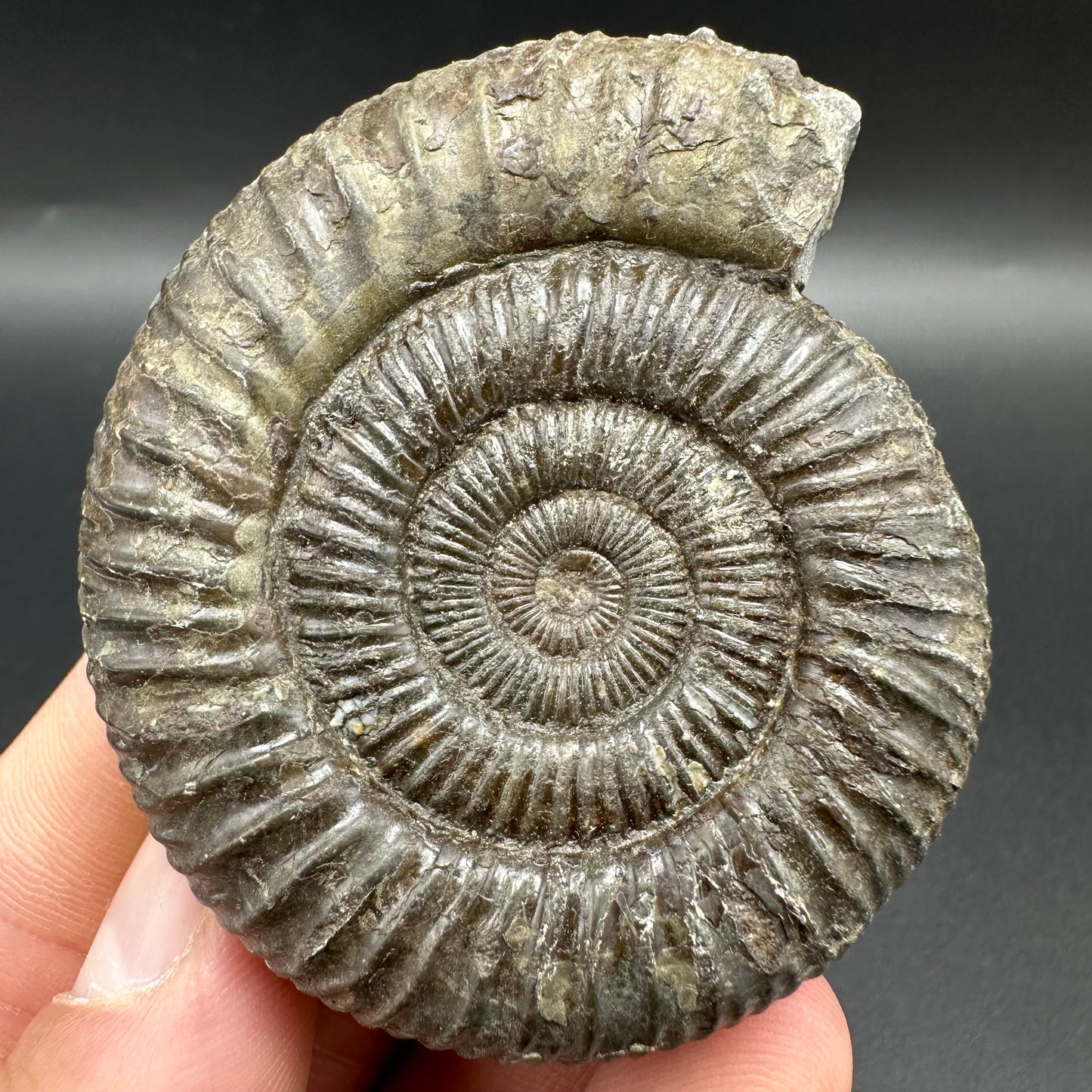 Matrix Free Dactylioceras Ammonite Fossil With Box And Stand - Whitby, North Yorkshire Jurassic Coast Yorkshire Fossils