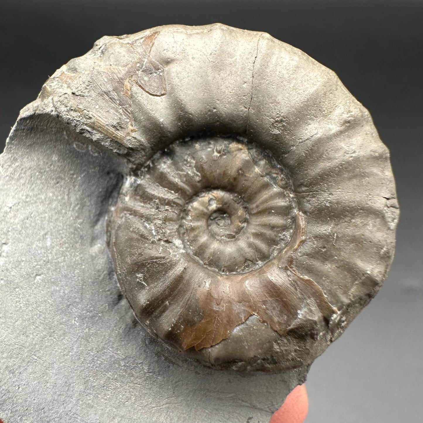 Agassiceras shell fossil with box and stand - Whitby, North Yorkshire Jurassic Coast Yorkshire Fossils