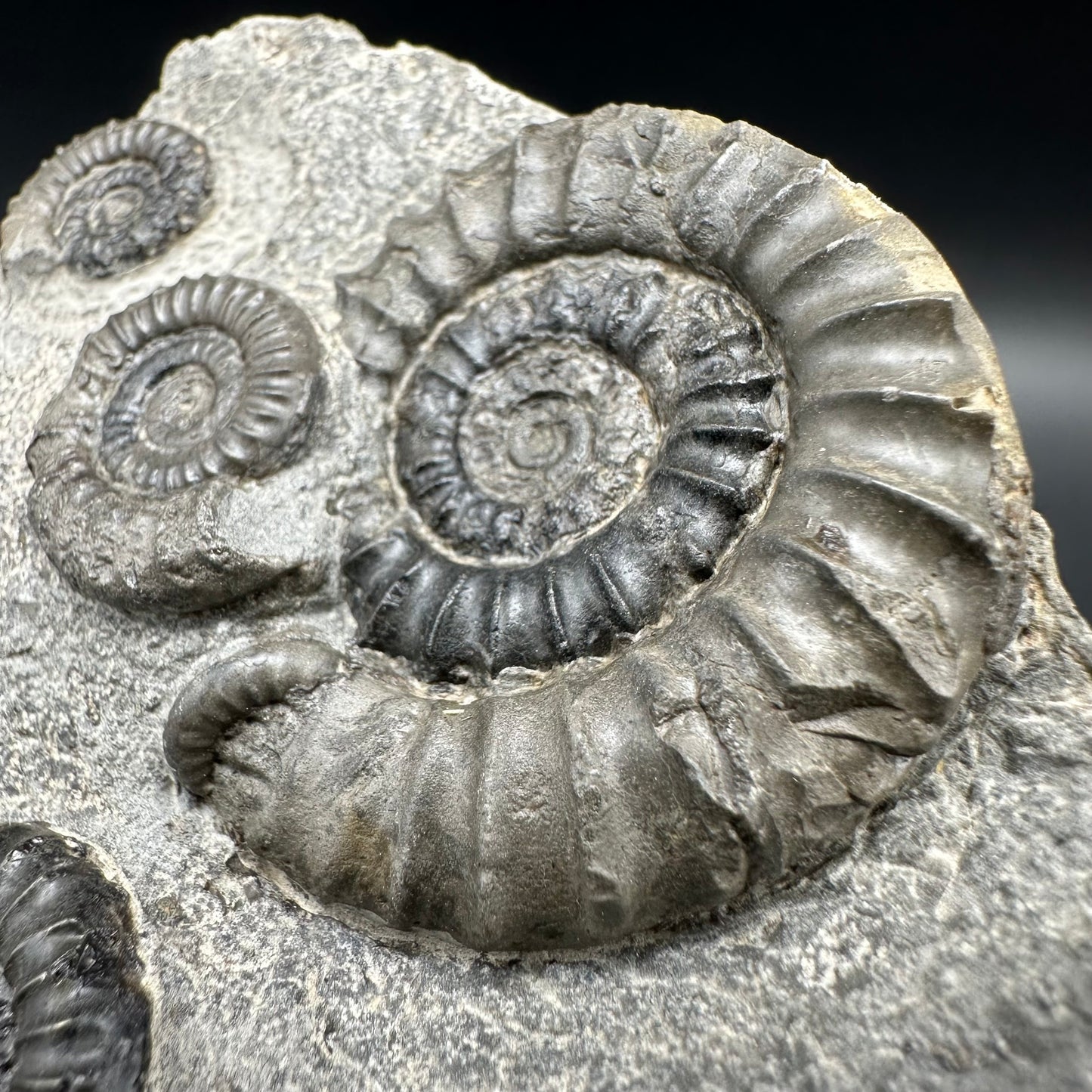 Arnioceras ammonite shell fossil with box and stand - Whitby, North Yorkshire Jurassic Coast Yorkshire Fossils