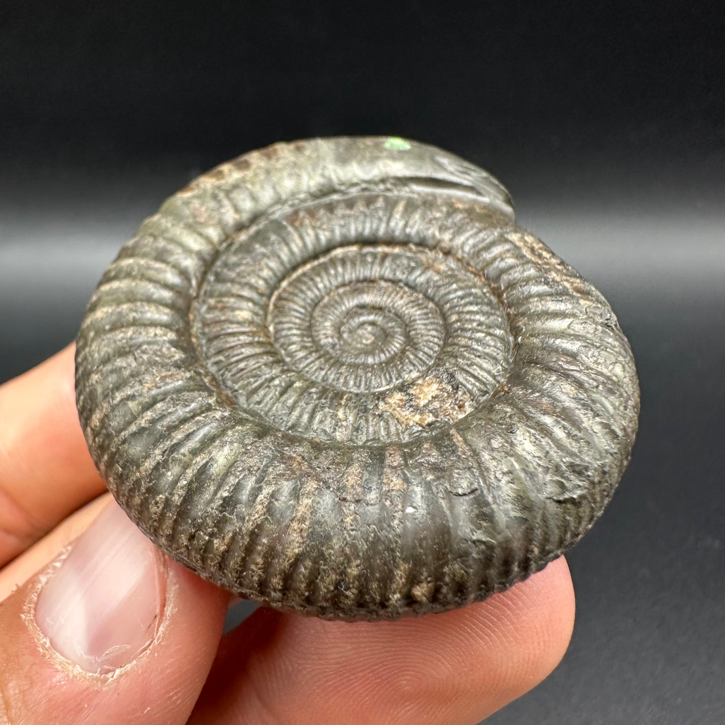 Snakestone Ammonite Fossil With Bag/Box And Stand - Whitby, North Yorkshire Jurassic Coast Yorkshire Fossils