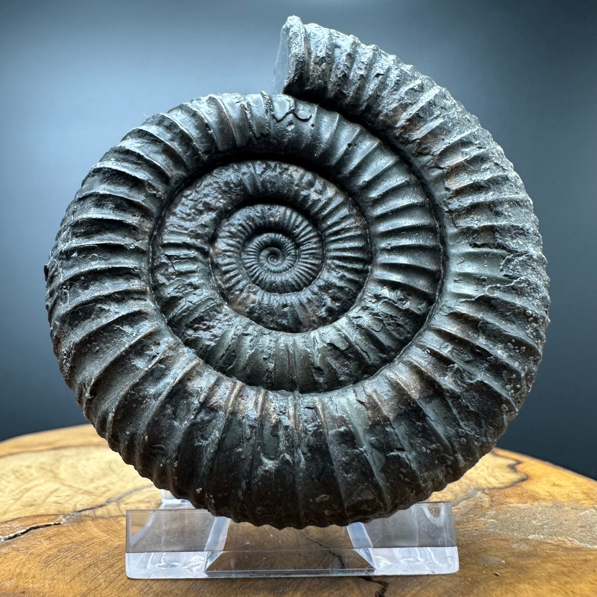 Dactylioceras Ammonite Fossil With box and Stand - Whitby, North Yorkshire Jurassic Coast Yorkshire Fossils