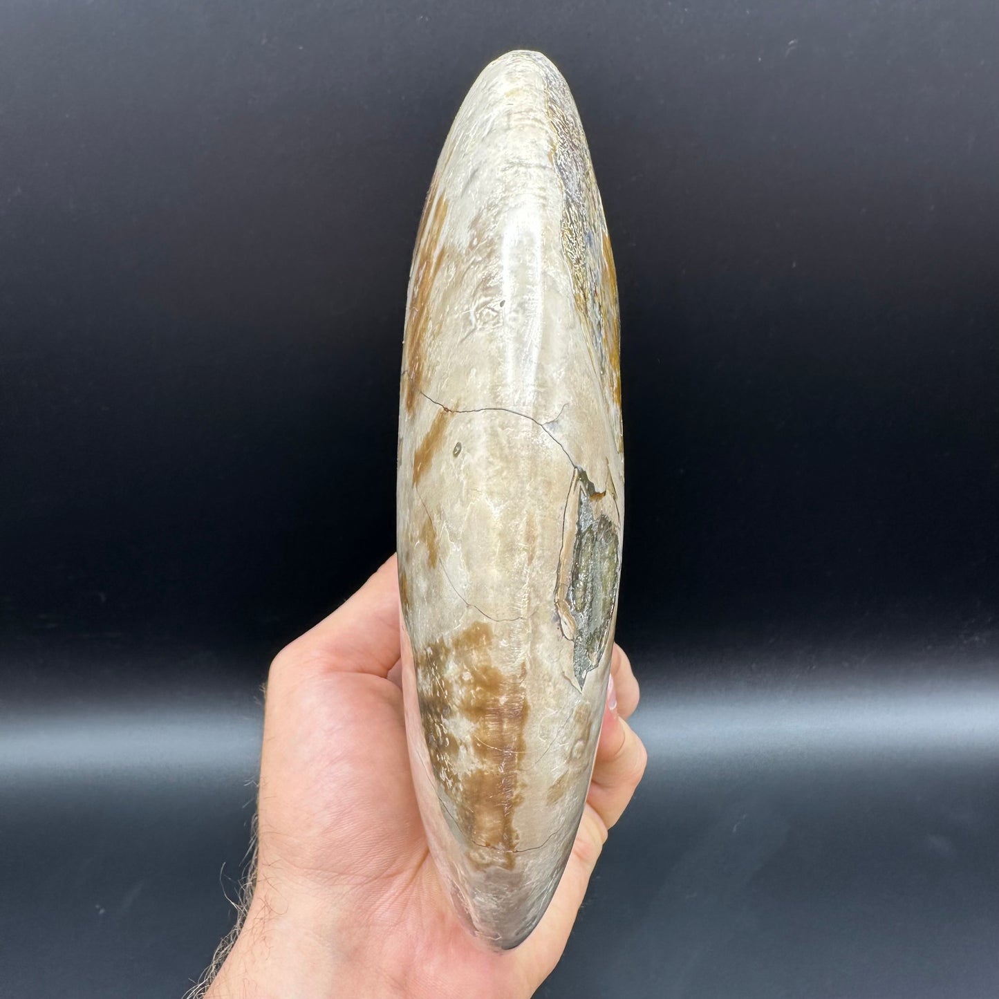Cleoniceras Ammonite Fossil With Stand - Cretaceous Ammonite Madagascar