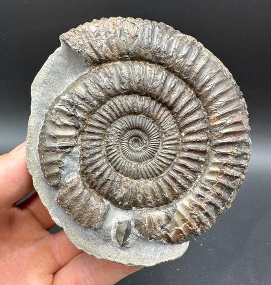 Dactylioceras Ammonite Fossil With box and Stand - Whitby, North Yorkshire Jurassic Coast Yorkshire Fossils