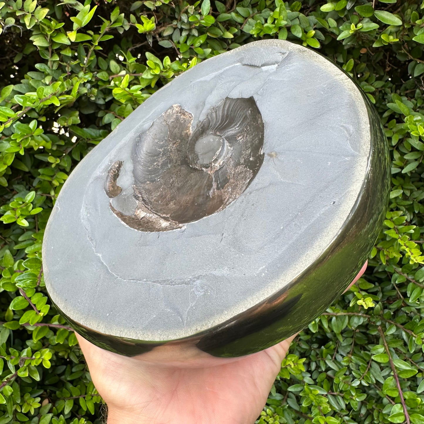 Our Largest Golden Egg! (GENUINE) Ammonite Fossil With Stand - Whitby, North Yorkshire Jurassic Coast Yorkshire Fossils