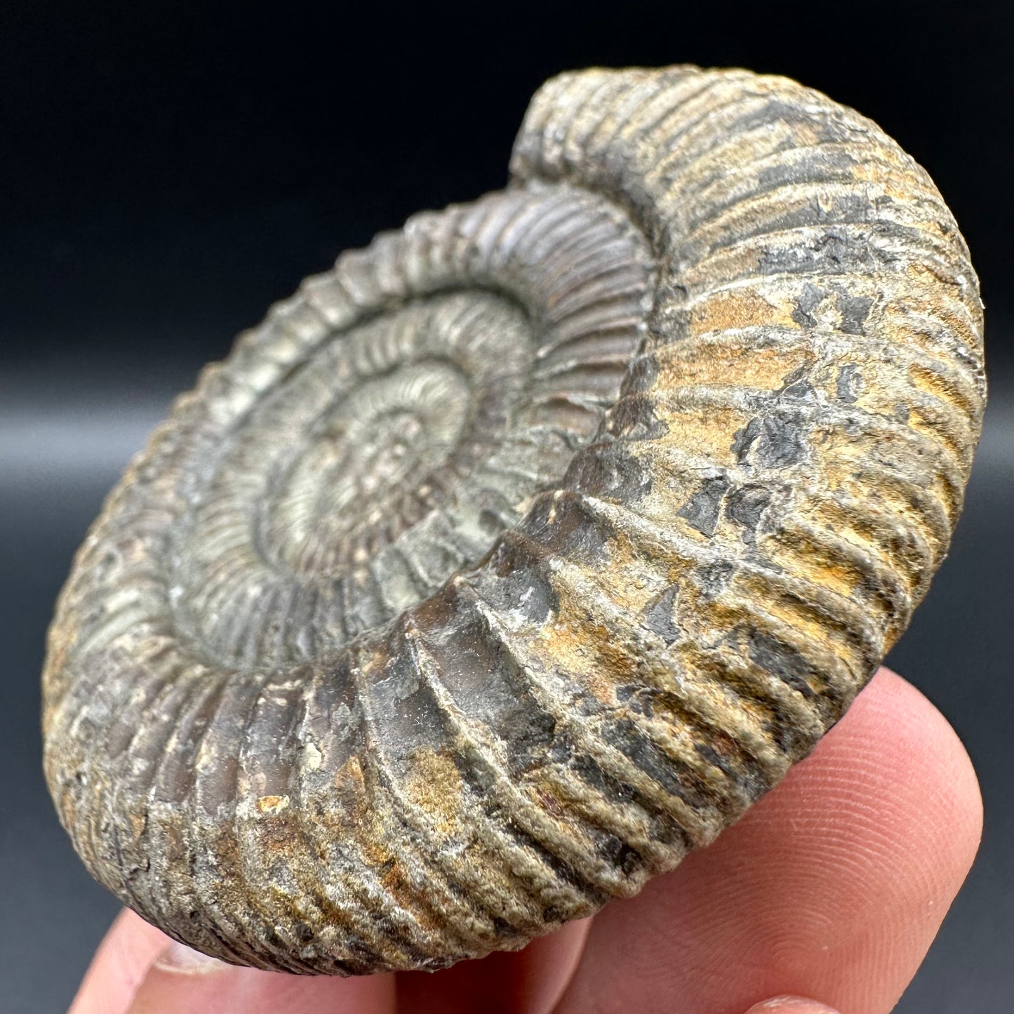 Dactylioceras Ammonite Fossil With Box And Stand - Whitby, North Yorkshire Jurassic Coast Yorkshire Fossils