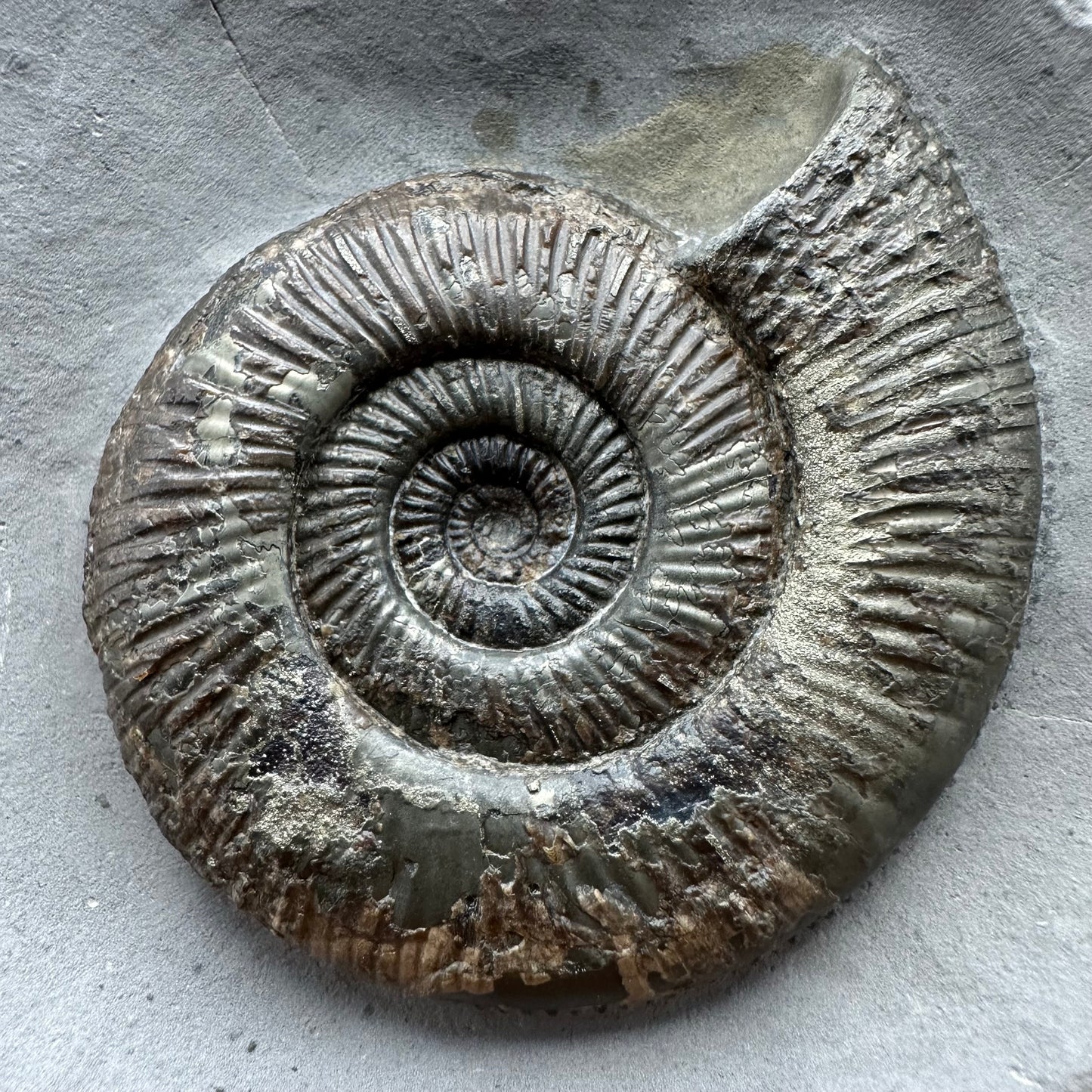 Dactylioceras semicelatum Ammonite fossil with stand - Whitby, North Yorkshire Jurassic Coast Yorkshire Fossils