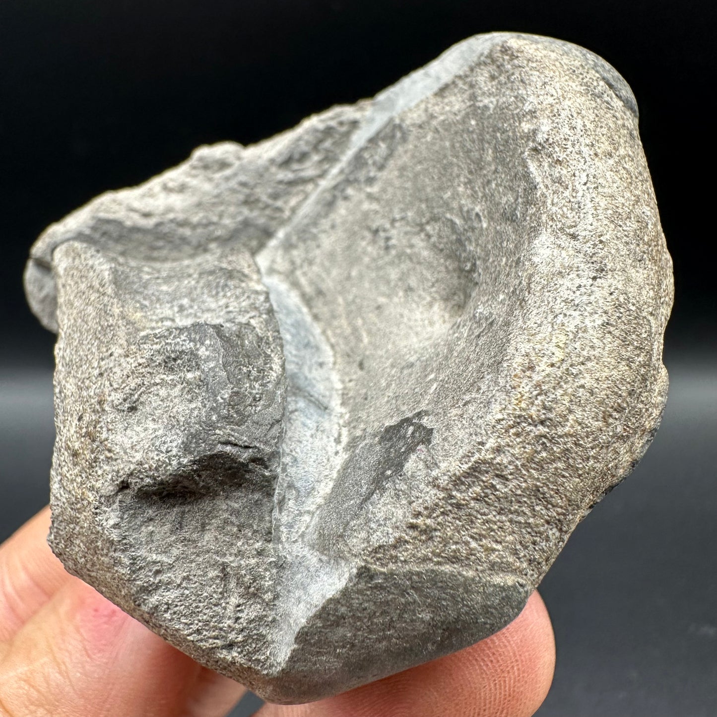 Ichthyosaur Vertebra fossil with box and stand - Whitby, North Yorkshire Jurassic Coast, Yorkshire fossils found on the Jurassic Coast