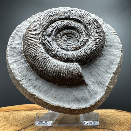 Dactylioceras tenuicostatum Ammonite fossil with box and stand - Whitby, North Yorkshire Jurassic Coast
