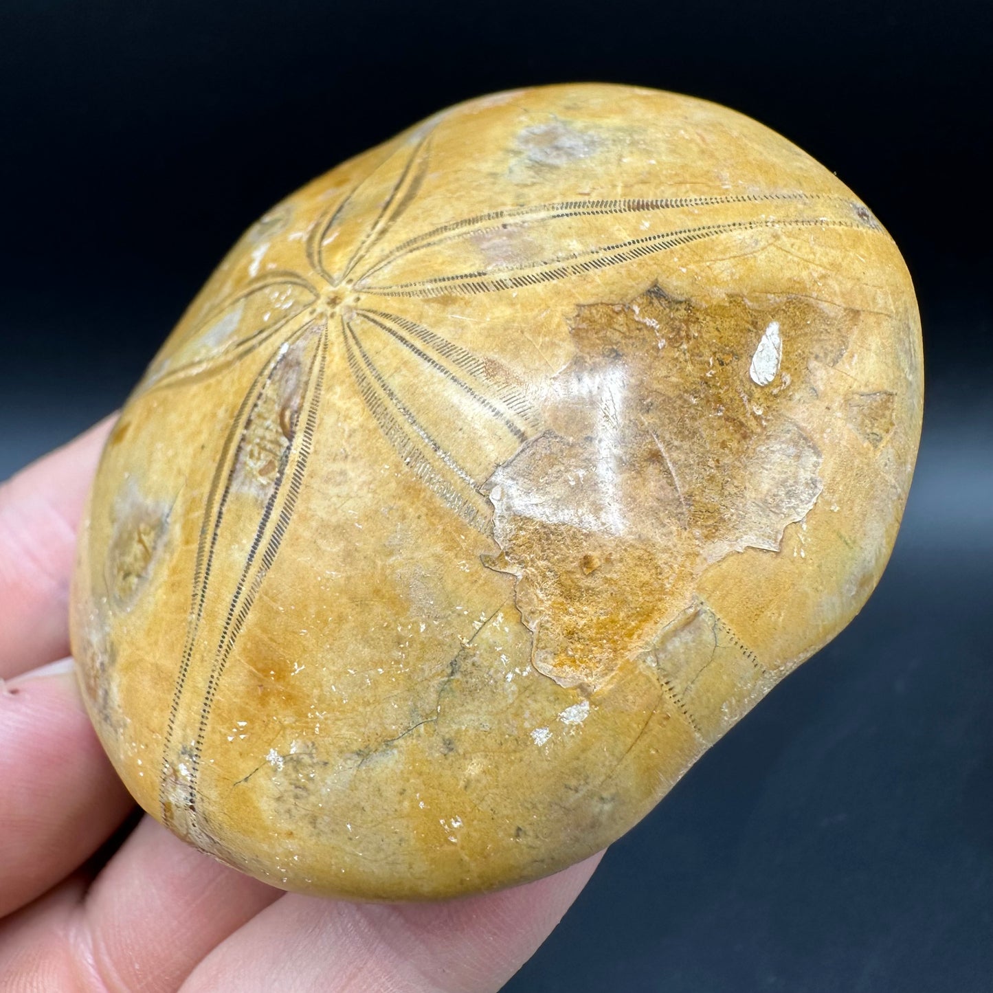 Holectypus Sea Urchin Fossil With Box And Stand - Middle Jurassic Madagascar