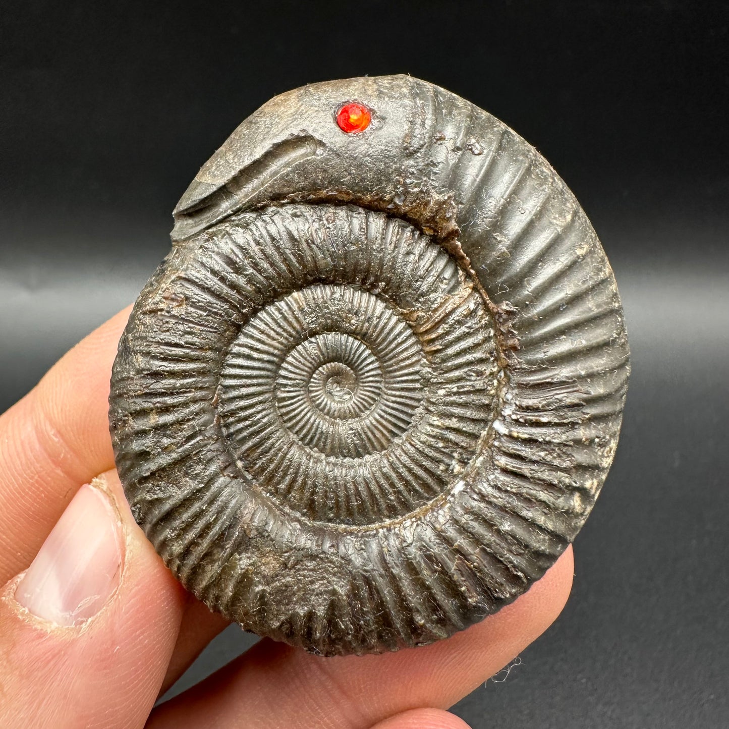 Snakestone Ammonite Fossil With Bag/Box And Stand - Whitby, North Yorkshire Jurassic Coast Yorkshire Fossils