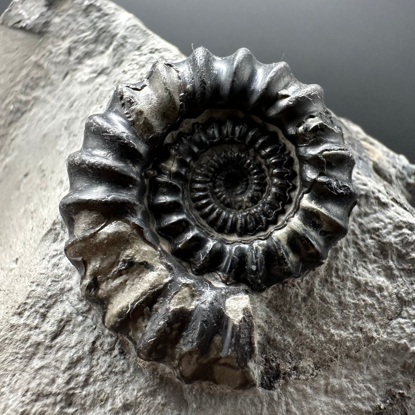 Gagaticeras Ammonite fossil with box and stand - Whitby, North Yorkshire Jurassic Coast Yorkshire Fossils
