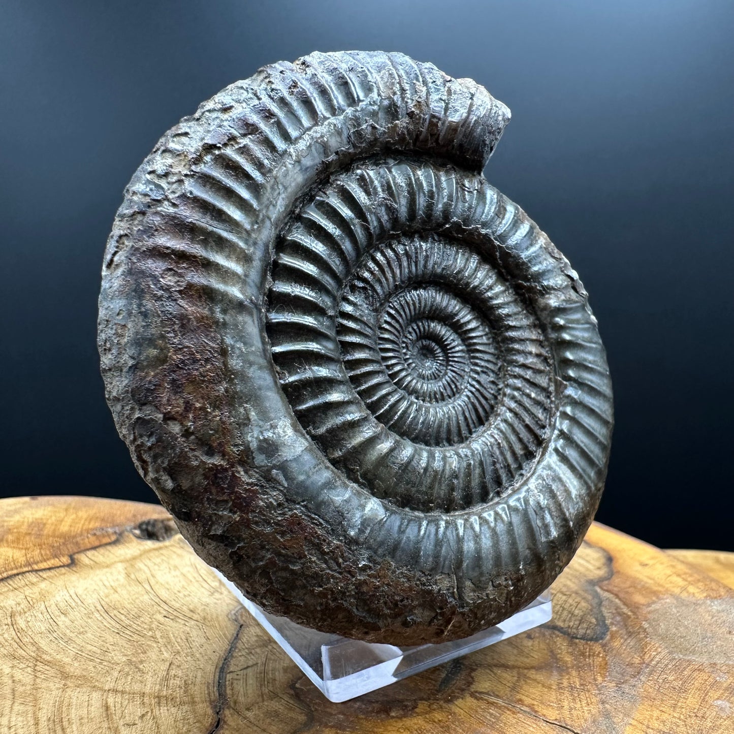 Dactylioceras Ammonite Fossil With box and Stand - Whitby, North Yorkshire Jurassic Coast Yorkshire Fossils