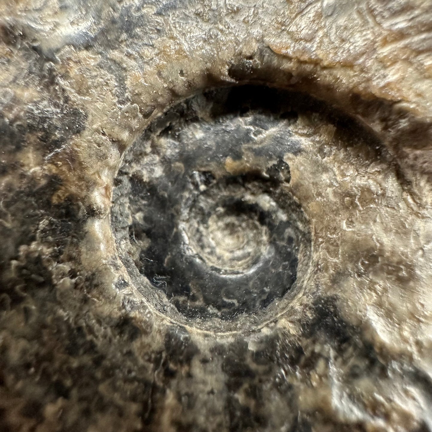 Harpoceras Sp. Ammonite fossil with box and stand - Whitby, North Yorkshire Jurassic Coast Yorkshire Fossils