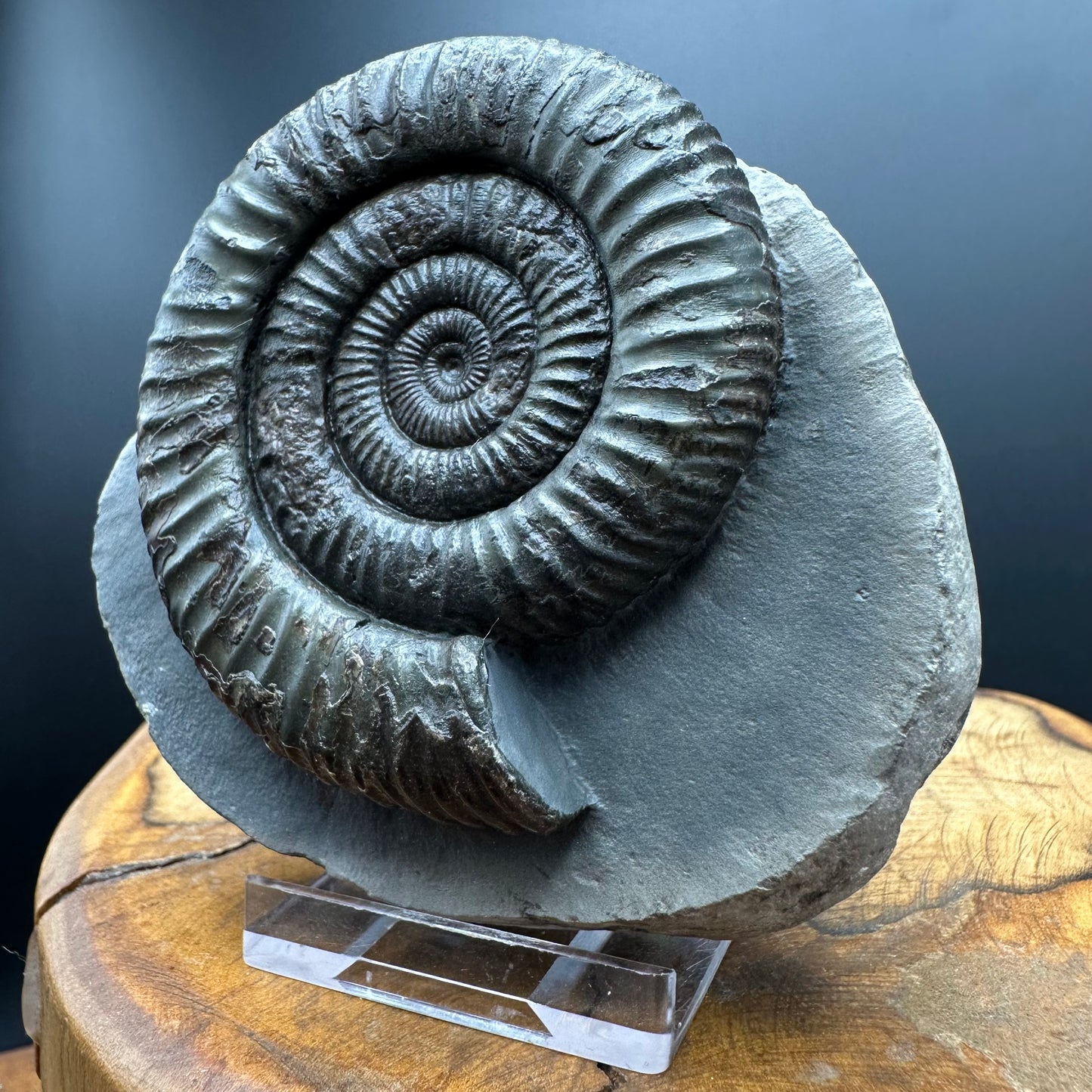 Dactylioceras Ammonite Fossil With box and Stand - Whitby, North Yorkshire Jurassic Coast Yorkshire Fossils