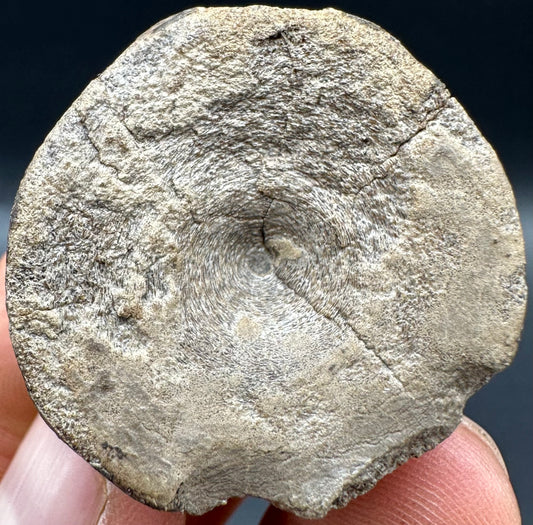 Ichthyosaur Vertebra fossil with box and stand - Whitby, North Yorkshire Jurassic Coast, Yorkshire fossils found on the Jurassic Coast