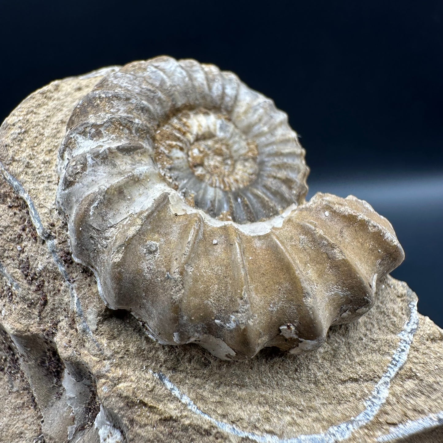 Androgynoceras capricornus Ammonite fossil with box and stand - Whitby, North Yorkshire Jurassic Coast Yorkshire Fossils