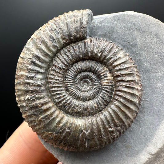 Dactylioceras Ammonite Fossil With box and Stand - Whitby, North Yorkshire Jurassic Coast Yorkshire Fossils