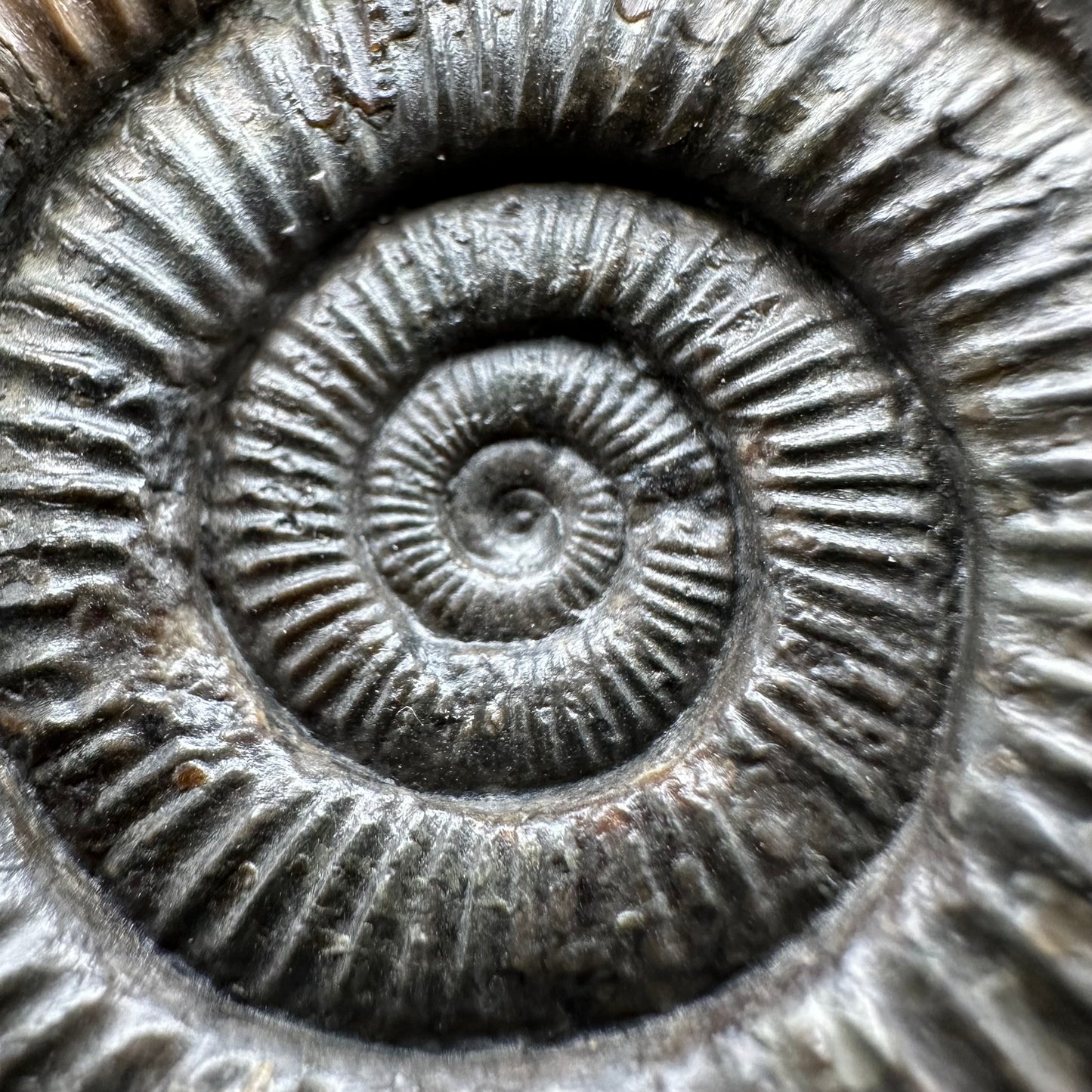 Dactylioceras Ammonite Fossil With box and Stand - Whitby, North Yorkshire Jurassic Coast Yorkshire Fossils