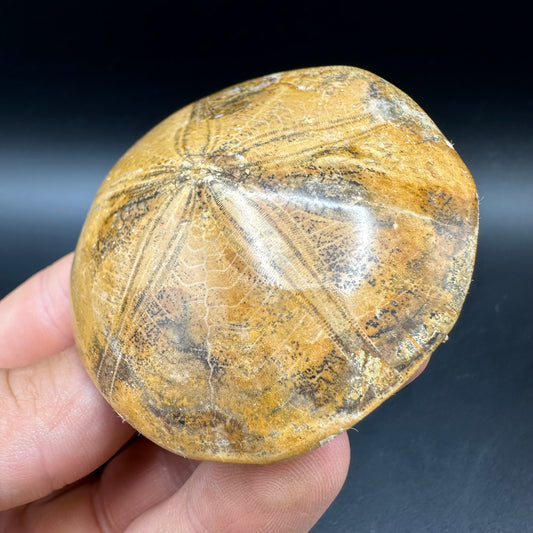Holectypus Sea Urchin Fossil With Box And Stand - Middle Jurassic Madagascar