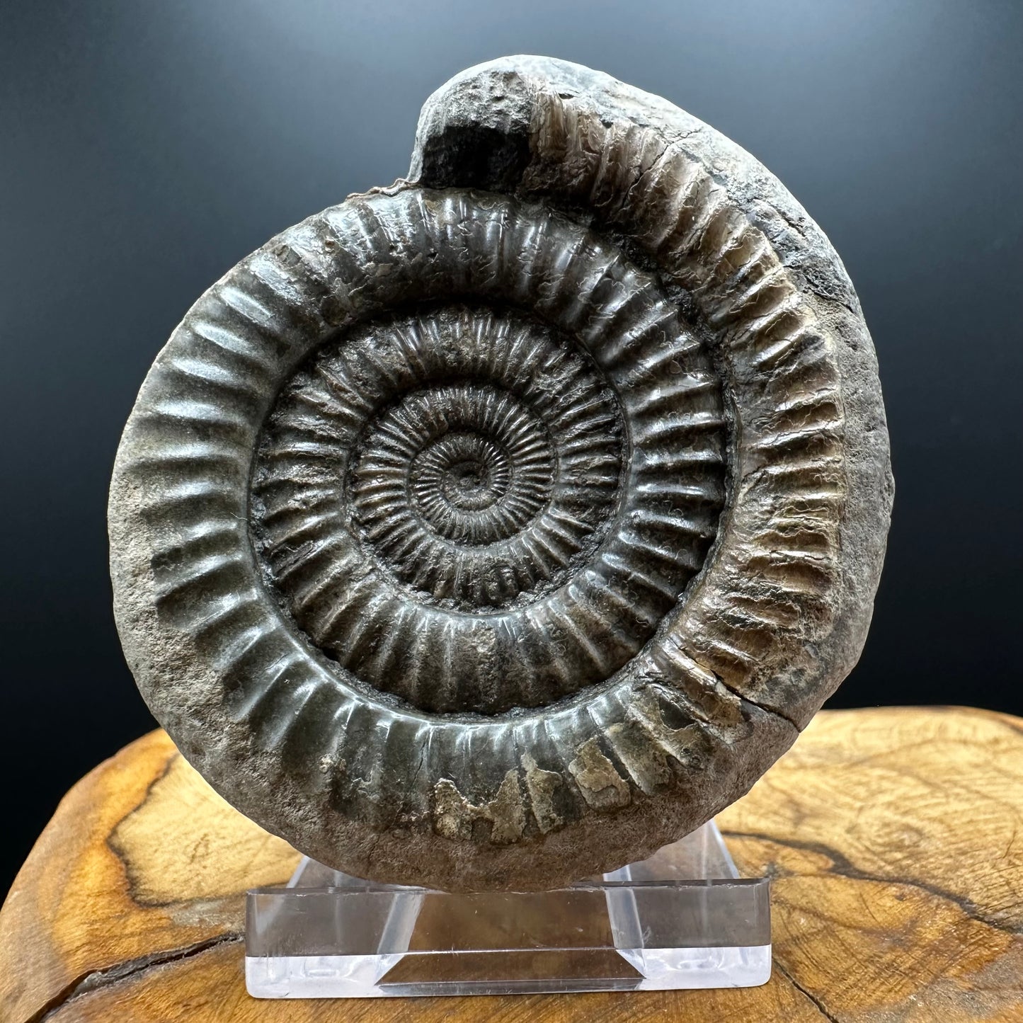 Dactylioceras Ammonite Fossil With box and Stand - Whitby, North Yorkshire Jurassic Coast Yorkshire Fossils