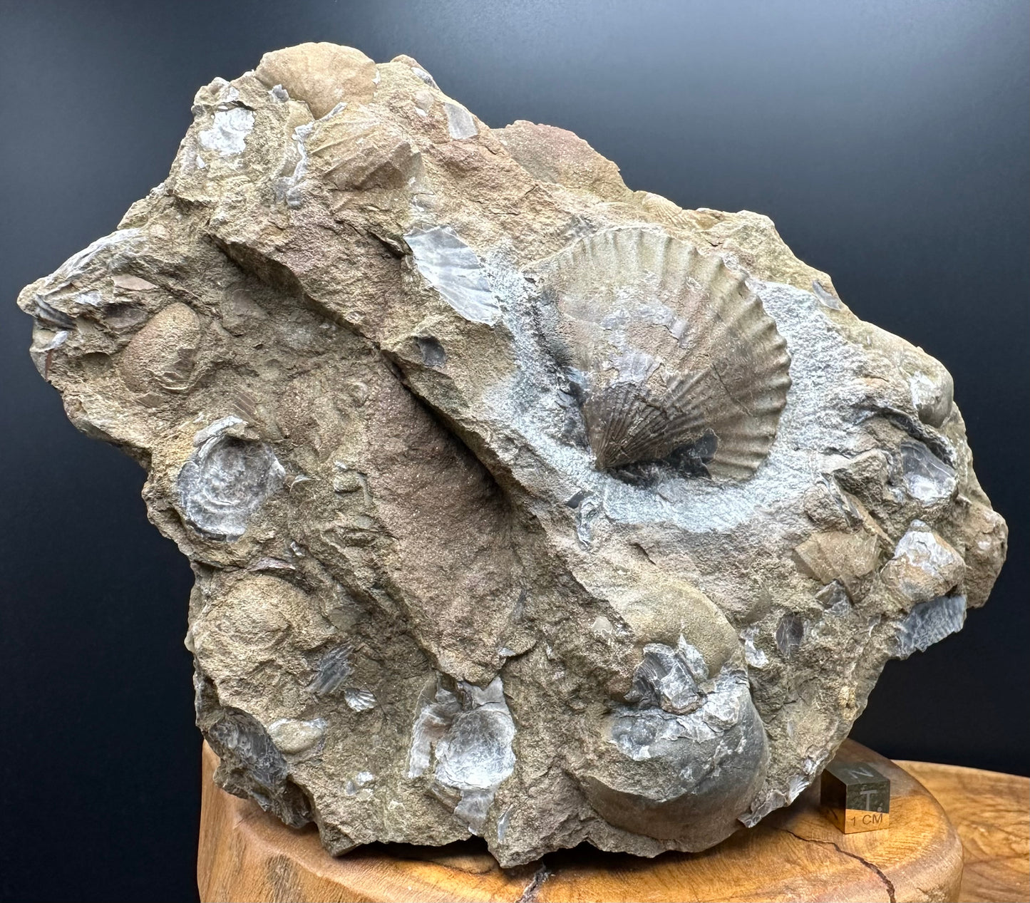 Shell fossil with stand - Whitby, North Yorkshire, Jurassic Coast, Yorkshire Fossils