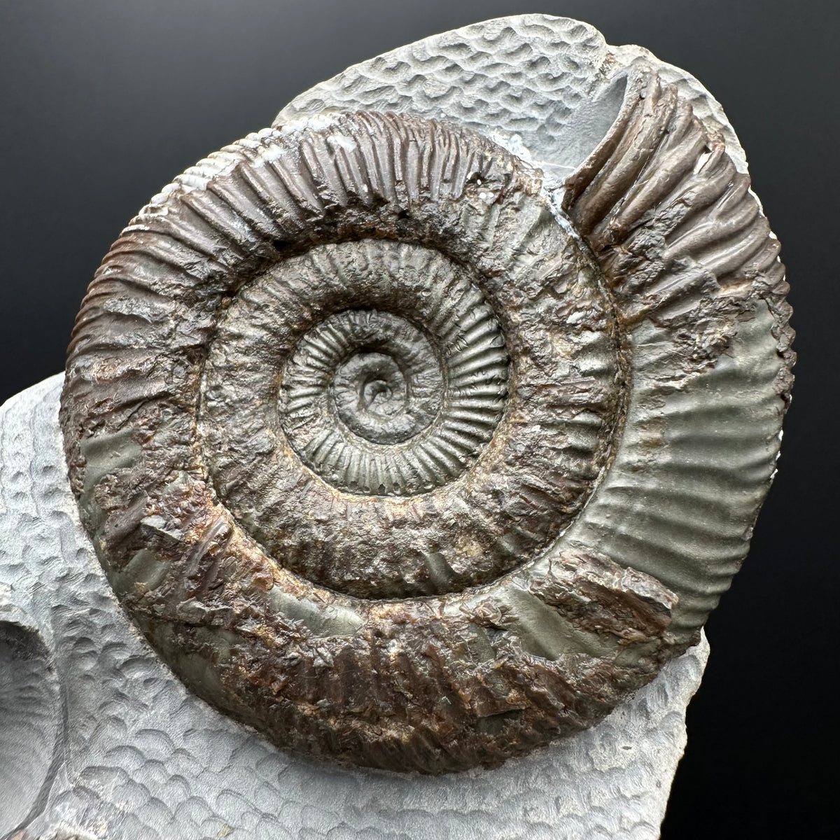 Dactylioceras Ammonite Fossil With Stand - Whitby, North Yorkshire Jurassic Coast Yorkshire Fossils