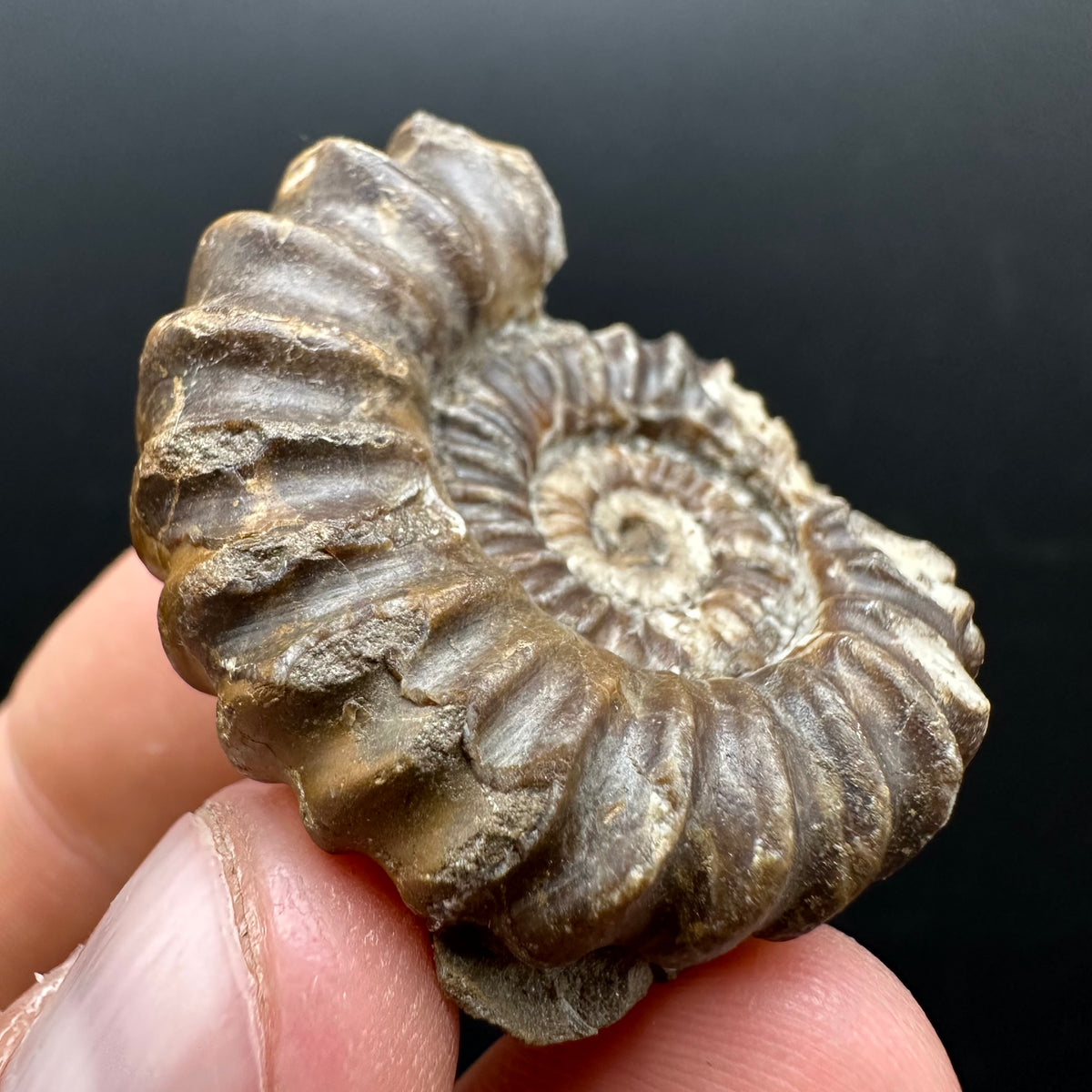 Androgynoceras capricornus Ammonite Fossil With Stand - Whitby, North Yorkshire Jurassic Coast Yorkshire Fossils