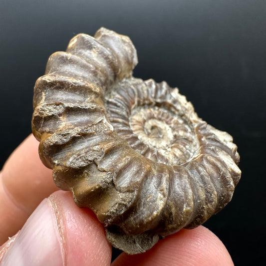 Androgynoceras capricornus Ammonite Fossil With Stand - Whitby, North Yorkshire Jurassic Coast Yorkshire Fossils