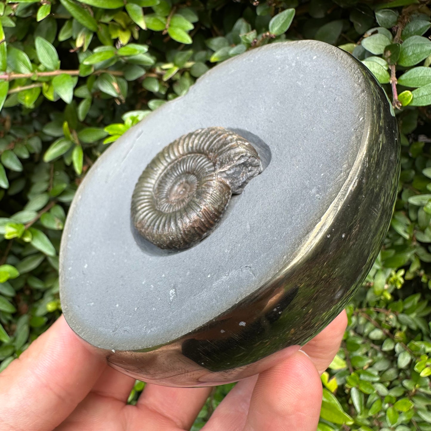 Golden Egg (IMPLANT) Ammonite fossil with stand - Whitby, North Yorkshire Jurassic Coast